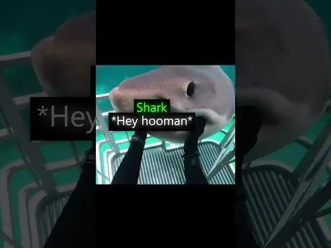 The Shark Was Like โWe Cool?โ๐