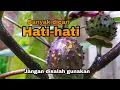Download Lagu Manfaatnya Bikin Takjub !! Pantas Jika Kecubung Wulung Banyak Dicari Orang
