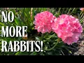 Download Lagu Top 10 konijnenresistente vaste planten voor een bloeiende tuin | juni 2025