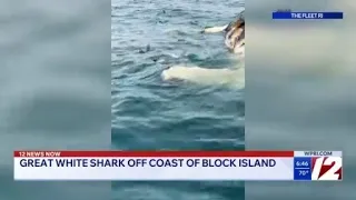 Great White Shark spotted off coast of RI