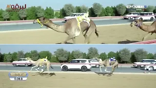 ش13 مشكورة لـ عبيد نادر عبيد مردد تأهيل المرموم الأسبوع الخامس 16 11 2025 حيل محليات إنتاج 12 47 2 