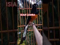 Download Lagu isian murai batu MEWAH