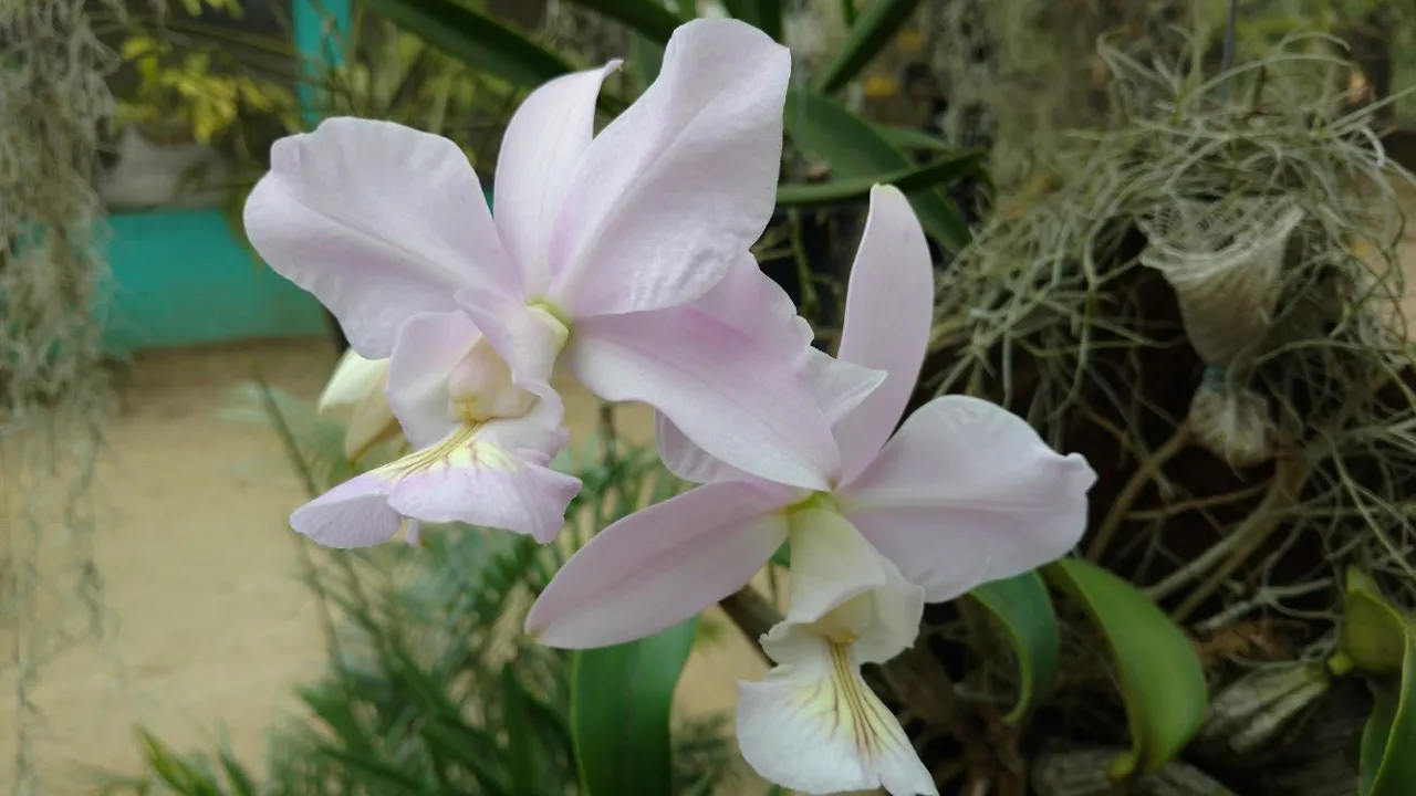 CATTLEYAS NOBILIOR ATUALIZANDO ORQUÍDEAS A PEDIDO DA (CIDA OLIVEIRA)
