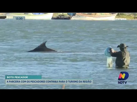Parceria entre botos e pescadores rende boas pescas e fomenta o turismo em Laguna