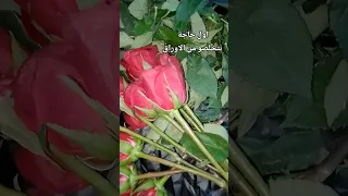 تجفيف الورد الطبيعي دندنها