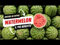 Juicing the Entire Watermelon Rind All