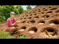 Download Lagu 288 Days Harvesting Chickens \u0026 Cooking Whole Fried Chicken for Market