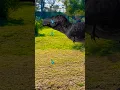 Download Lagu Why is the t-rex crying?