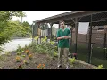 Bordetella vs Canine Flu Vaccine 21