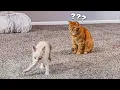 Download Lagu My Cat Finally Meets His Little Brother