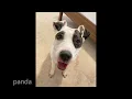 Bobbie s Rescue 2021 Adoptions