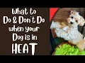 When Your Female Dog is in Heat - Do s and Don ts