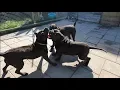 My 3 black XL american bully pitbulls seeing each other after months