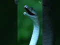 Download Lagu Black Mamba snake