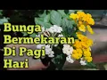 Download Lagu Indahnya Bunga Yang Sedang Mekar || Flowers Are Blooming