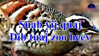 suab yij quaj