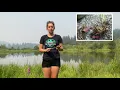 Yellow Flag Iris vs Cattail Identification