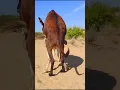 Download Lagu Ezel vol humor in de jungle |#kortevideo #succes #snelheid #youtubeshorts