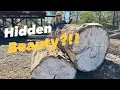 Forgotten Oak Log YOU will not BELIEVE what is REVEALED inside