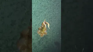 #squid showed up to hang out with us 🦑