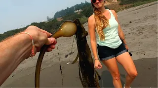 Mucilaginous Globular Alga + Drone Sailboat Chase + PORT ORFORD OREGON