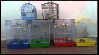 كناري مغربي 