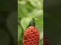 Download Lagu 💚✨ Increíble Colibrí Brillante Frentiverde en Costa Rica 🐦🌿 | Naturaleza en Acción