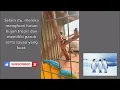 Download Lagu Prachtig verhaal over ara's / Het slimme brein achter de prachtige veren van het mysterie van de ...