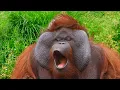 FUNNY Apes Around the World Wild Animals