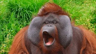 FUNNY Apes Around the World Wild Animals