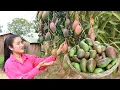 Download Lagu Harvest young purple mango and cooking / Delicious country style cooking / Cooking with Sreypov