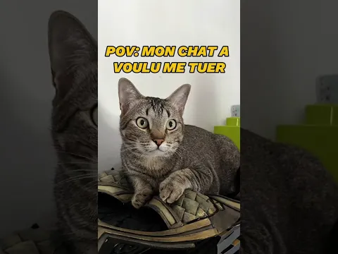 Mon chat a voulu me tuer !