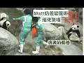 Download Lagu Matt奶爸變魔術 細佬驚嘆 飛奔去搵奶爸 #panda #cutepanda #熊貓 #香港