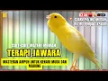 Download Lagu 🔴LIVE BONGKAR RAHASIA: Masteran Kenari Biar Cepat Nyerap Isian \u0026 GACOR #canary #canarytraining