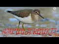 Download Lagu Suara pikat burung Trinil #078