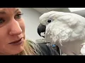 A sick cockatoo lost his human Here s how the vet responded