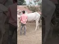 Download Lagu Breeding cows is a daily thing because of this