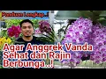 Download Lagu Panduan Lengkap Cara Menanam dan Merawat Anggrek Vanda Agar Sehat dan Rajin Berbunga, Anggrek Vanda,