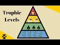 Trophic Level Pyramid