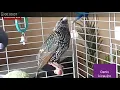Burung jalak Eropa gacor edun