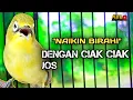 Lagu CIAK CIAK JOSS KECIAL KUNING AMPUH||PANCINGAN KECIAL MALAS BUNYI||