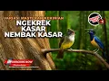🔴 Live Masteran Kasar Ngekrek Cucak Cungkok Super Gacor Nembak Ngekrek vs Kapas Tembak Gacor Kasar