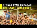 Download Lagu HASILKAN TELUR AYAM OMEGA BERKUALITAS DENGAN CARA TERNAK UMBARAN