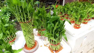 The most beautiful plants for home decoration