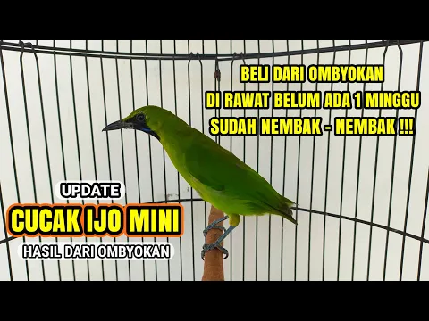 PERAWATAN CUCAK IJO MINI BAHAN CEPAT JINAK RAJIN BUNYI