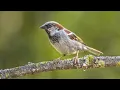 10 Hours | The song of the House Sparrow - Background sounds for studying or relaxation.
