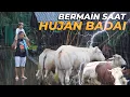 Download Lagu MANDI HUJAN BARENG SAPI SAMPE MENGGIGIL..!! | #asmr