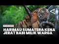 Lagu Harimau Sumatera Kena Jerat Babi Milik Warga di Agam, BKSDA Sumbar Evakuasi