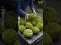 Download Lagu Durian Turned Into Wine?