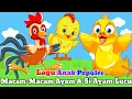 Download Lagu Macam-Macam Ayam ( Ayam Ale ) \u0026 Si Ayam ~ Animasi Ayam Lucu ~ Lagu Anak Indonesia Populer